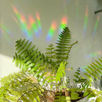 Adesivo Arcobaleno "Tu sei il sole"